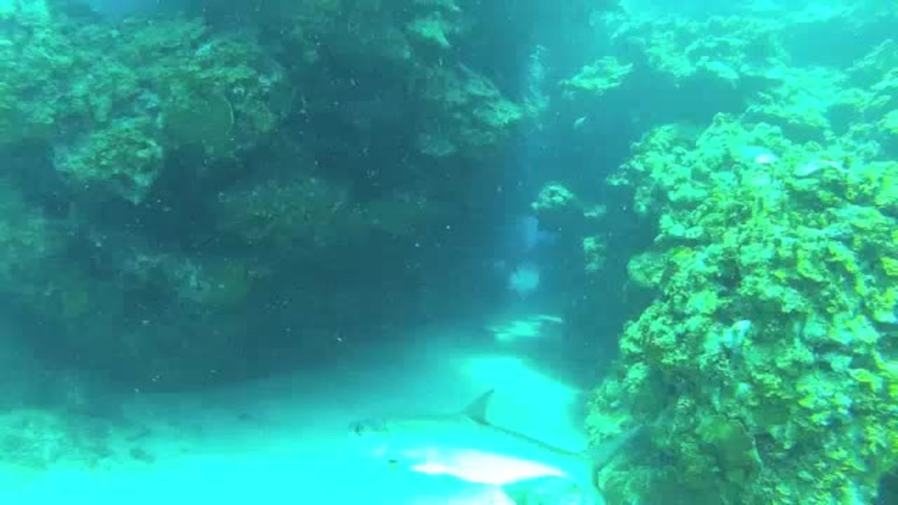 PADI Diving Society's Total Submersion Event