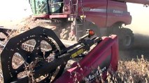 3 Case IH 8230 Axial-Flow Combines Harvesting Soybeans