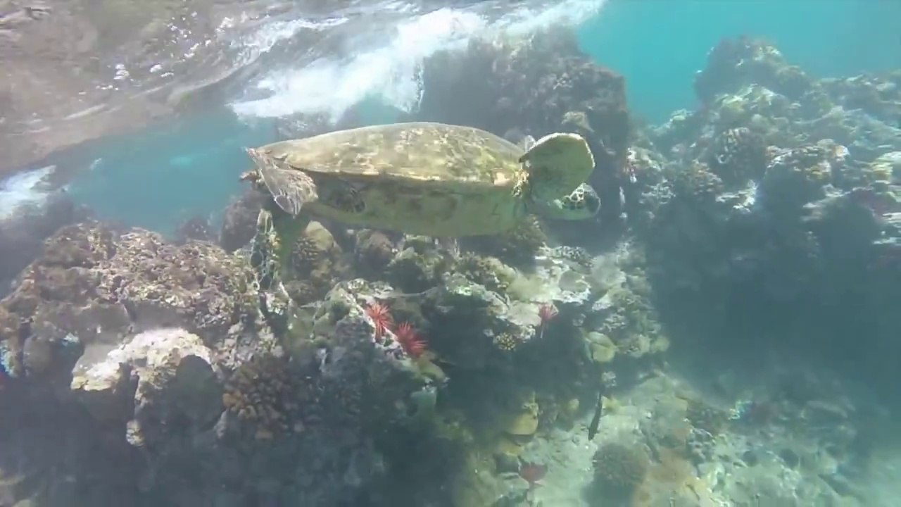 Frozen Elsa & Ariel Mermaid Doll Toys Snorkeling DisneyCarToys Hawaii Barbie Little Mermaid Vacation