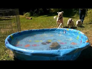 Wacky Bulldogs Have Time of Their Lives in Paddle Pool