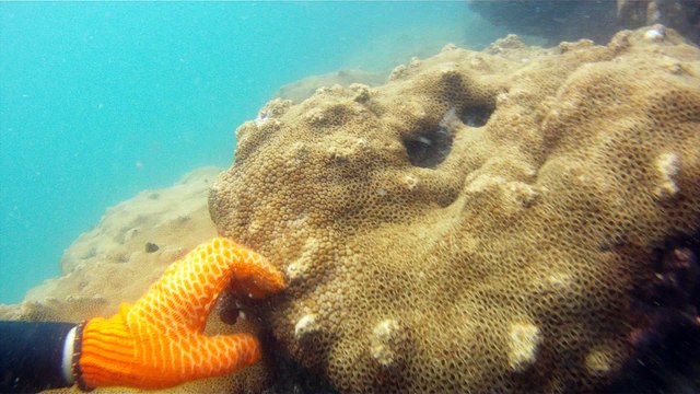 Mergulhando em Ubatuba, Natureza marinha, passeio de barco, Praia do Cedro, Praia do Alto, Ubatuba, SP, Brasil, Marcelo Ambrogi