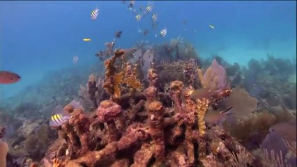 The Florida Keys and Key West