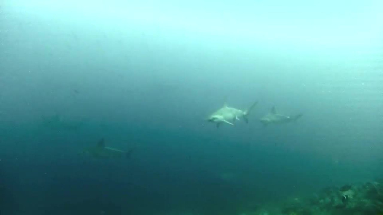 Galapagos Day 4