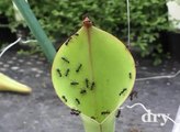 Ants On A Pitcher Plant