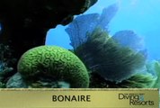2012 World's Best Diving and Resorts Video: Bonaire