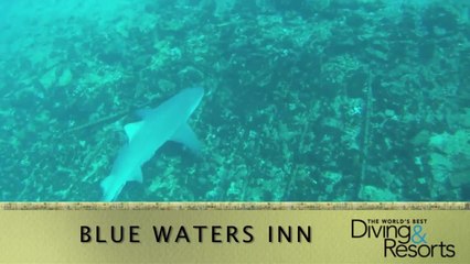 World's Best Diving and Resorts Video: Blue Waters Inn
