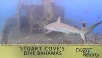 World's Best Diving and Resorts Video: Stuart Cove's Dive Bahamas