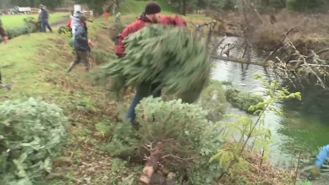 Hero for a Day 2014: Collecting Christmas Trees for Cohos in Oregon