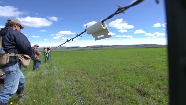 Hero for a Day 2014: Marking Fences to Save Montana Sage Grouse