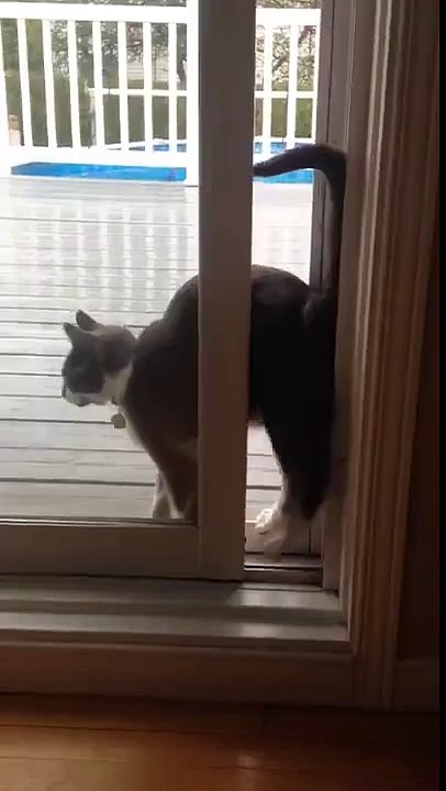 Comment passer une porte quand on est un chat !