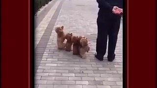 LiveLeak - Dogs in China are Trained Like Soldiers -