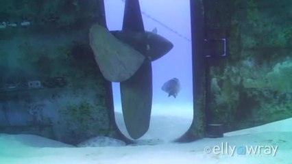 The Kittiwake's new resident: Goliath grouper