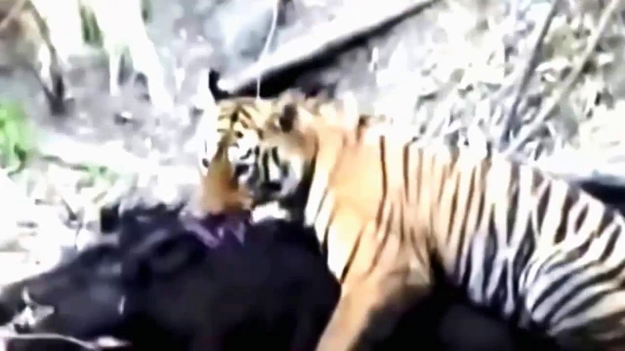 Tigre Attaque - 2016