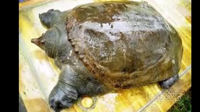 Luật nhân quả: Ba ba liều chết trả thù người đi săn - Đầu thai thành gà đen trả nợ bà cụ mù