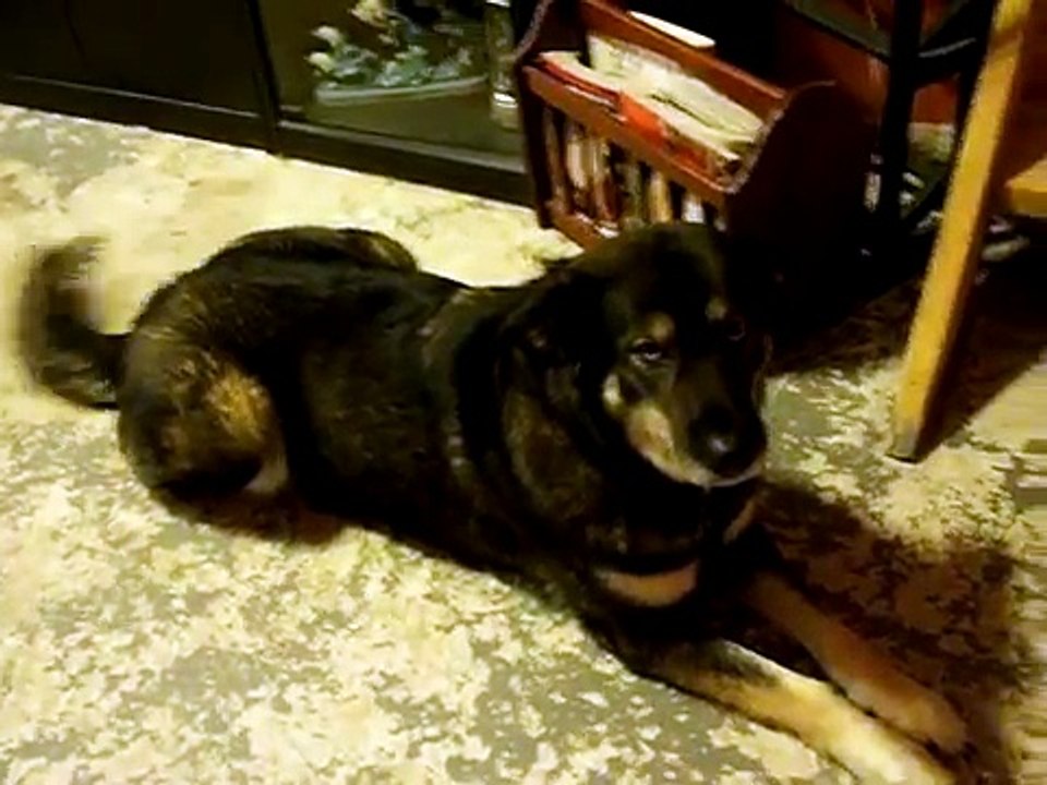 funny crying dog