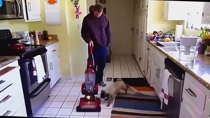 Funny dog videos 2015 try not to laugh - Love Funny video animals 2015