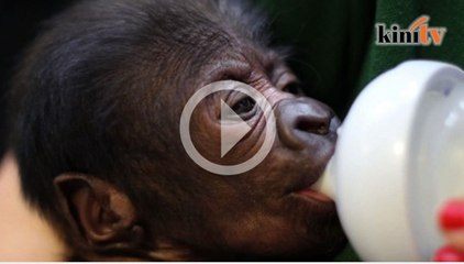 Gorila betina dilahirkan secara 'caesarean' di zoo Bristol