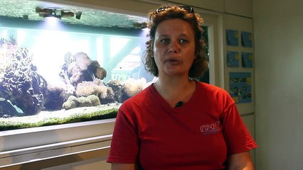 Ile Maurice: les coraux menacés par le réchauffement climatique