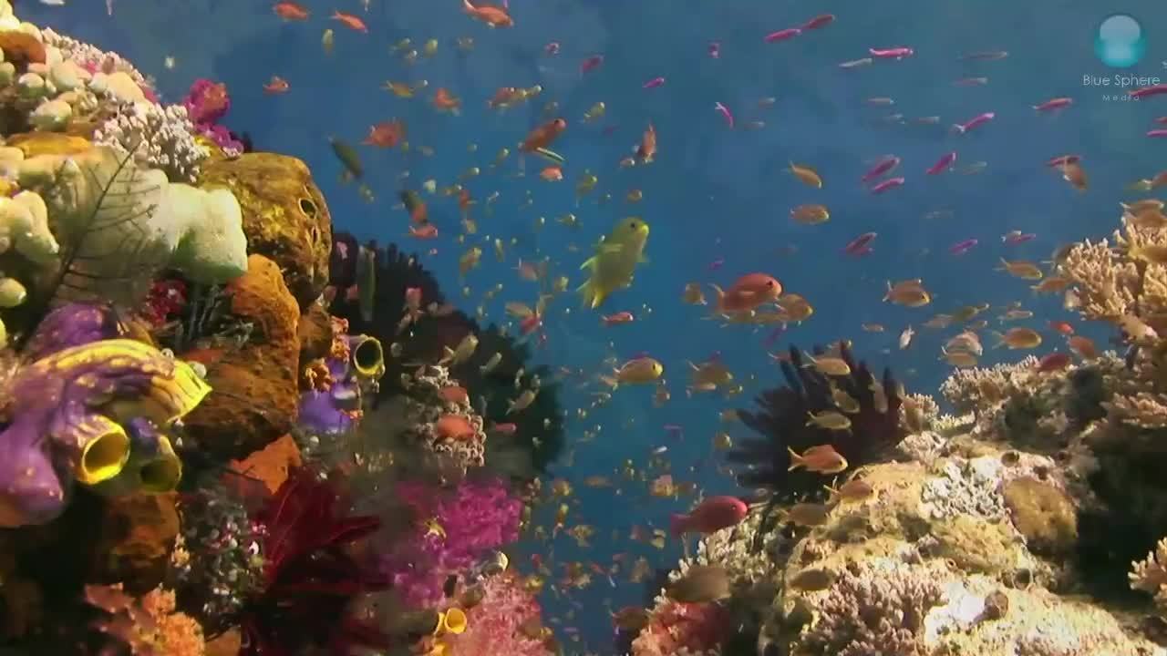 Reefs End