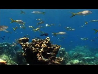 Grenada: Isle of Spice