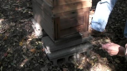 Hot Defensive Bee Ball