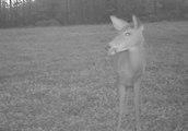 Deer Activity Report: Mid-October Whitetails