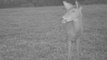 Deer Activity Report: Mid-October Whitetails