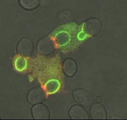 Budded Yeast
