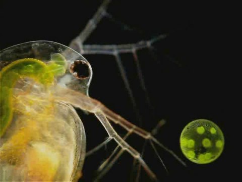 3rd Place - Water Flea