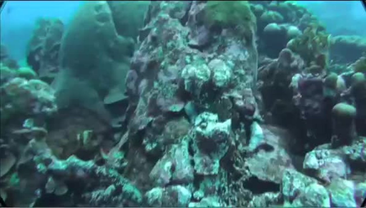 Sea turtles: Off the Hook