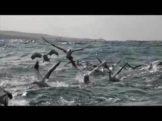 Sardine Run - Rolex Scholar Josh Stewart Dives South Africa