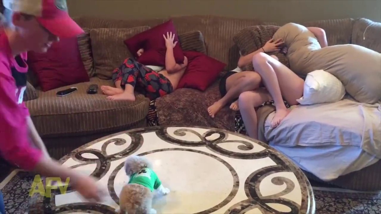 Cutest Tiny Puppy Falls Off Coffee Table