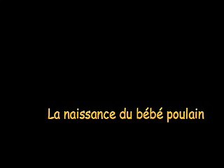 La naissance du bébé poulain