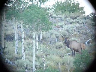 DAY 3 BULL WE PASSED