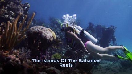 Bahamas - Reefs