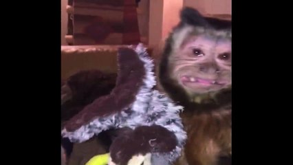 Ugly Monkey Loves His Stuffed Turkey