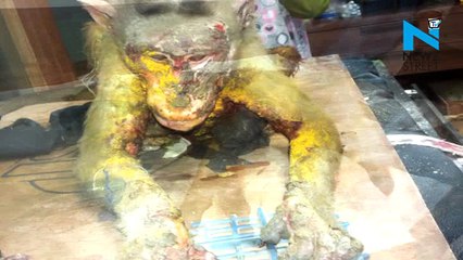 Human not enough now people throw acid on Monkeys