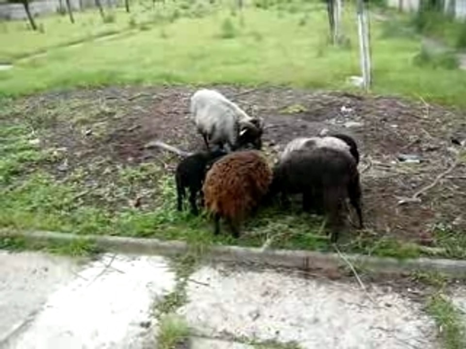 Mes voisins les moutons