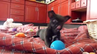 Funny Dog & Puppies Barking and Talking Compilation