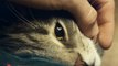 Kater-Tomcat (2016) Full Movie HD-1080p