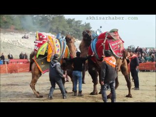 Zeytinliova'daki Deve Güreşlerine Büyük İlgi