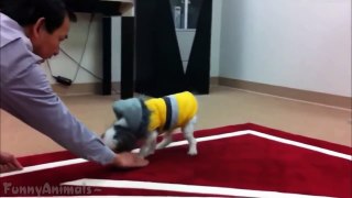 Smart Dogs - Funny Dogs Videos