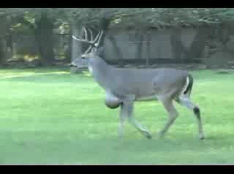Whitetail with tumor