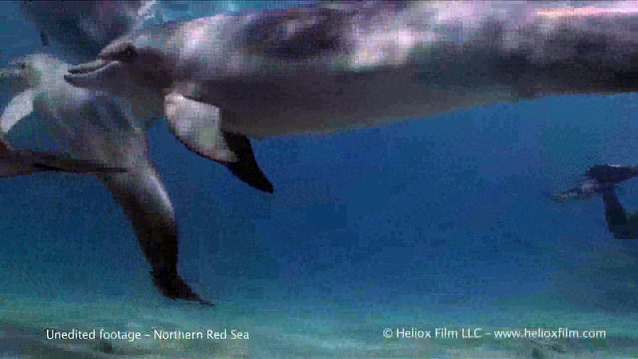 Raw Video: Speedy Underwater Dolphins