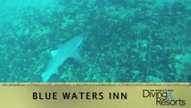 World's Best Diving and Resorts Video: Blue Waters Inn