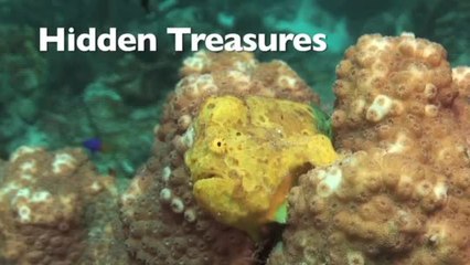 Hidden Treasures
