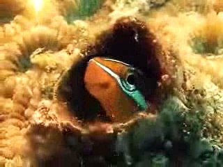 International Year of the Reef