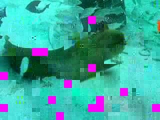 Aqua Zoo - Ft. Lauderdale FL