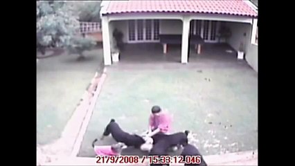 Rottweilers attack small dog and his owner! CCTV footage! WAW