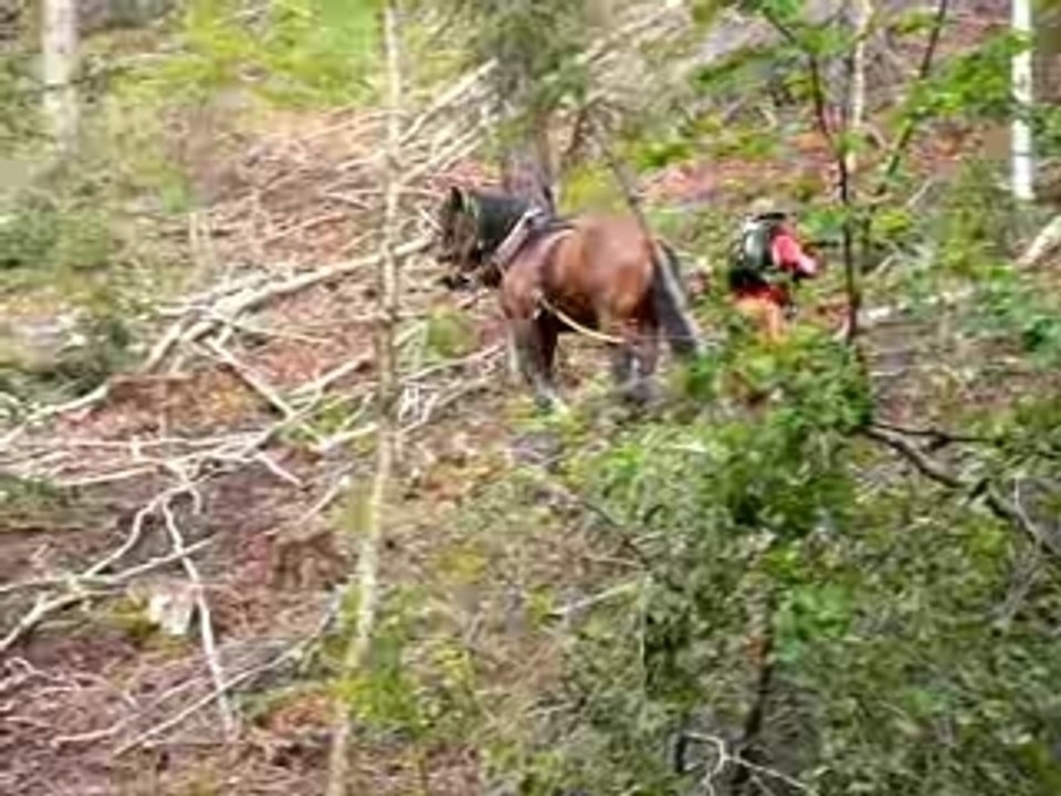 Chantier collectif de Débardage à cheval (Devoluy-mai-05-4